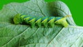 Green caterpillar with polka dots. Is a pupa that begins to mature