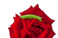 Green caterpillar of a poplar hawk moth on flower macro red rose isolated on white background. Royalty Free Stock Photo