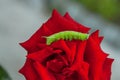 Green caterpillar of the poplar hawk moth on a flower a red rose Royalty Free Stock Photo