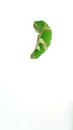 The green caterpillar is in the process of cocooning Royalty Free Stock Photo