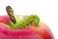Green caterpillar on the red apple Royalty Free Stock Photo