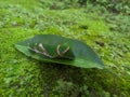 Green caterpillar resting on a leaf over mossy forest ground Royalty Free Stock Photo
