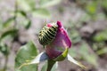 Green caterpillar on a rose Royalty Free Stock Photo