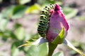Green caterpillar on a rose Royalty Free Stock Photo