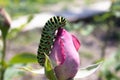 Green caterpillar on a rose Royalty Free Stock Photo