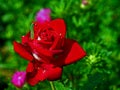 Green caterpillar on a rose flower in the garden eats petals Royalty Free Stock Photo