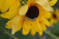 Green Caterpillar on Rudbeckia Hirta