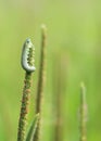 Green caterpillar sits on the grass