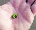 Green caterpillar on hand