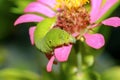 Green caterpillar. Small-headed insect animals with large bodies on flowers