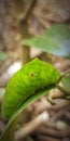 green caterpillar with small horns on the leaf Royalty Free Stock Photo