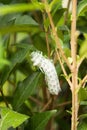 Green caterpillar in the stage of cocoon formation on green leaf. Thread cocoon. First stage of the formation of the chrysalis of Royalty Free Stock Photo