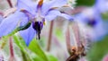 Green caterpillar on Starflower Borago officinalis flower