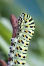 A green caterpillar with a swallow's tail in close-up. Caterpillar of a rare swallowtail butterfly Papilio polyxenes