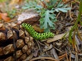 Green caterpillar of swallowtail