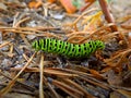 Green caterpillar of swallowtail