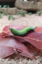 Green caterpillar with tail