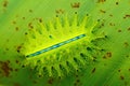 Green caterpillar on tropical leaf. Macro photo of slug caterpillar. Royalty Free Stock Photo