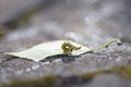 Green caterpillar with twisted body on green leaf on floor in park Royalty Free Stock Photo