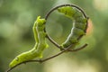 Green Caterpillar on Unique Branch
