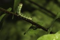 A green caterpillar and water droplet Royalty Free Stock Photo