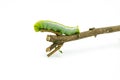 Green Caterpillar on white background Royalty Free Stock Photo