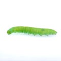 Green caterpillar on a white background Royalty Free Stock Photo