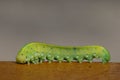 Green caterpillar on a wooden surface Royalty Free Stock Photo