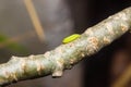 Green caterpillar worm Royalty Free Stock Photo