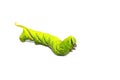 Green caterpillar, worm isolated on white background Royalty Free Stock Photo