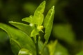 Green caterpillar worm Royalty Free Stock Photo