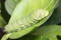 Green caterpillar worm on leaf Royalty Free Stock Photo