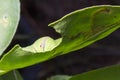 Green caterpillar worm on leaf Royalty Free Stock Photo