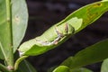 Green caterpillar worm on leaf Royalty Free Stock Photo