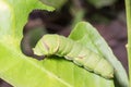 Green caterpillar worm on leaf