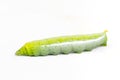 Green caterpillar worm on white Royalty Free Stock Photo