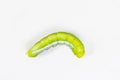 Green caterpillar worm on white Royalty Free Stock Photo