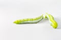 Green caterpillar worm on white Royalty Free Stock Photo