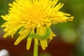 Green caterpillar on yellow dandelion flower Royalty Free Stock Photo