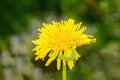 Green caterpillar on yellow dandelion flower Royalty Free Stock Photo