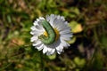 Green caterpillar on a yellow flower Royalty Free Stock Photo