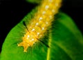 Green Caterpillar Royalty Free Stock Photo
