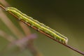 Green caterpillar with yellow stripes sits on stem of grass Royalty Free Stock Photo