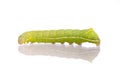 Green caterpillar with yellow, white and black markings. Amphipyra pyramidoides, Copper Underwing Moth larva, early Royalty Free Stock Photo