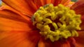 Green caterpillars crawl on a orange flower in garden. Close-up. Garden pest, cotton bollworm.