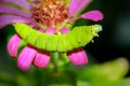 Green caterpillars focus on the head, animals with thorns on the body shaped eyes Royalty Free Stock Photo