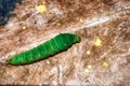 Green caterpillars focus on the head, animals with thorns on the body shaped eyes Royalty Free Stock Photo