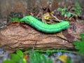 Green caterpillars slither on top of a rotting tree trunk Royalty Free Stock Photo