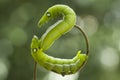 Romantic Caterpillar on Unique Branch