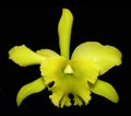 Green catleya orchid